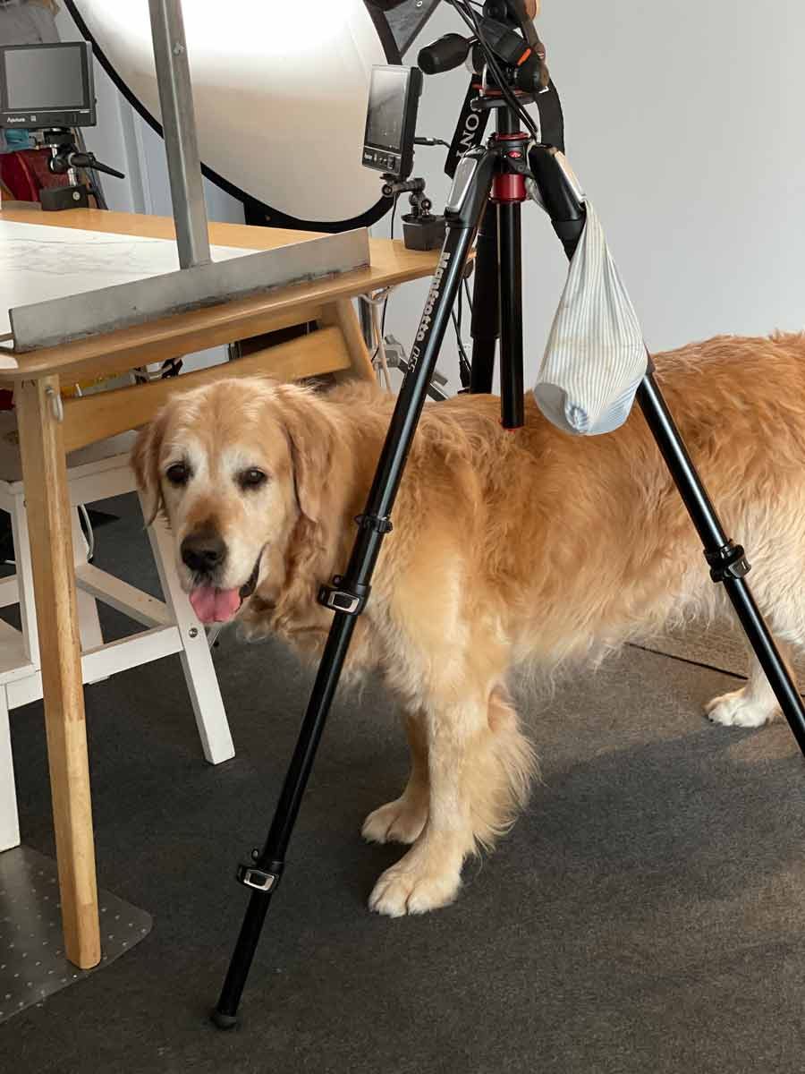 dozer-under-tripod-video