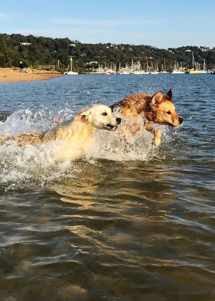 dozer-and-bertie-2