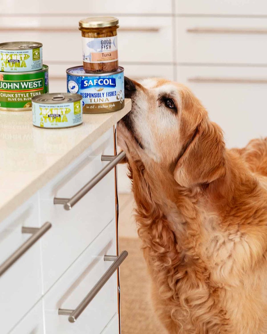 dozer-and-canned-tuna_6