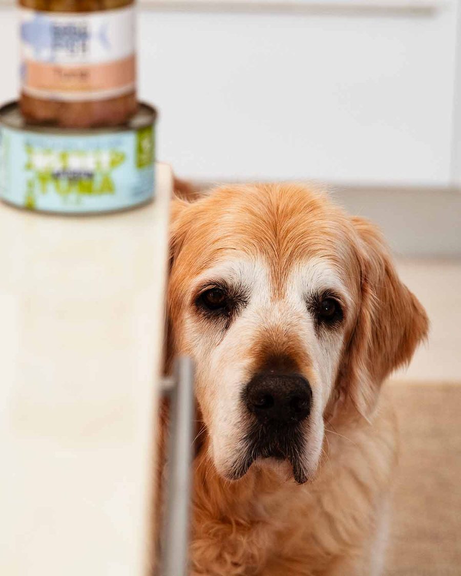 dozer-and-canned-tuna_8