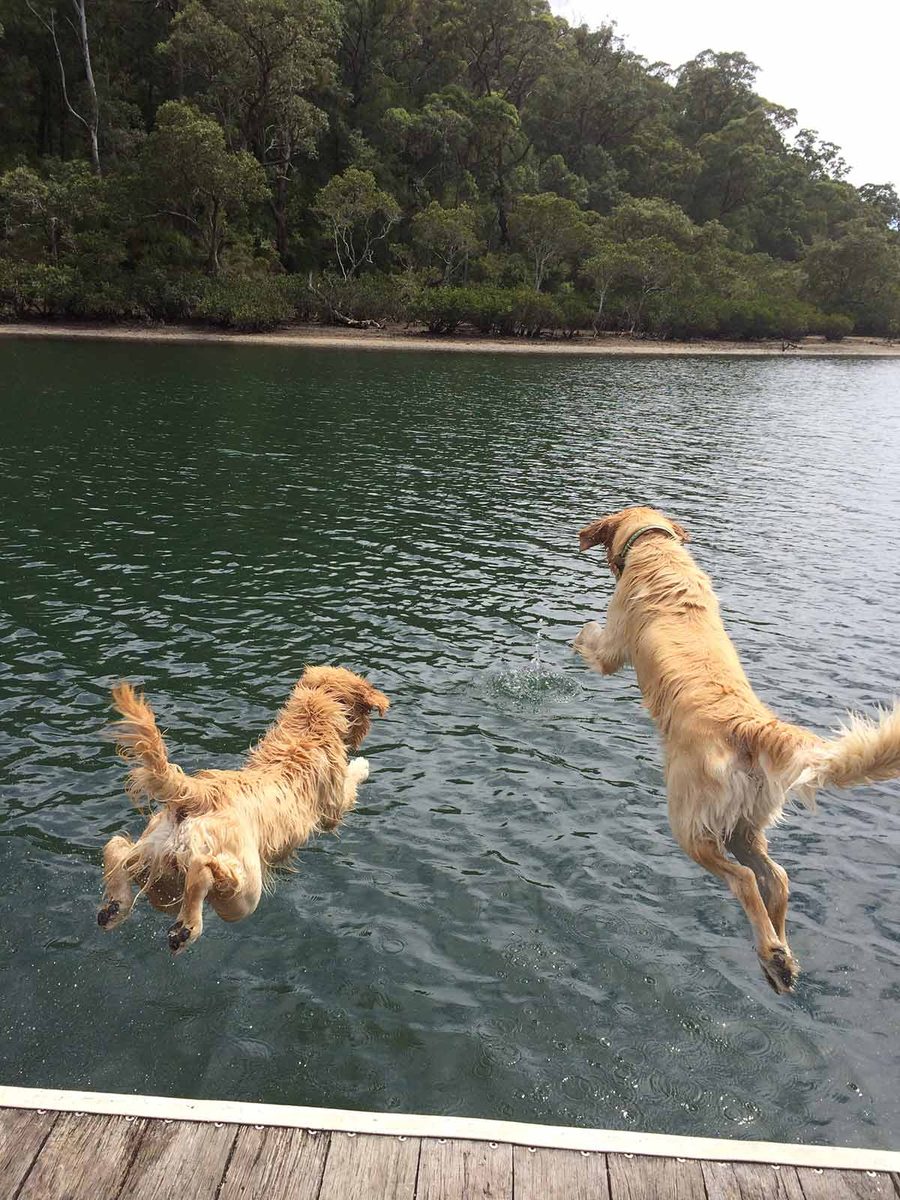 dozer-leaping-into-water