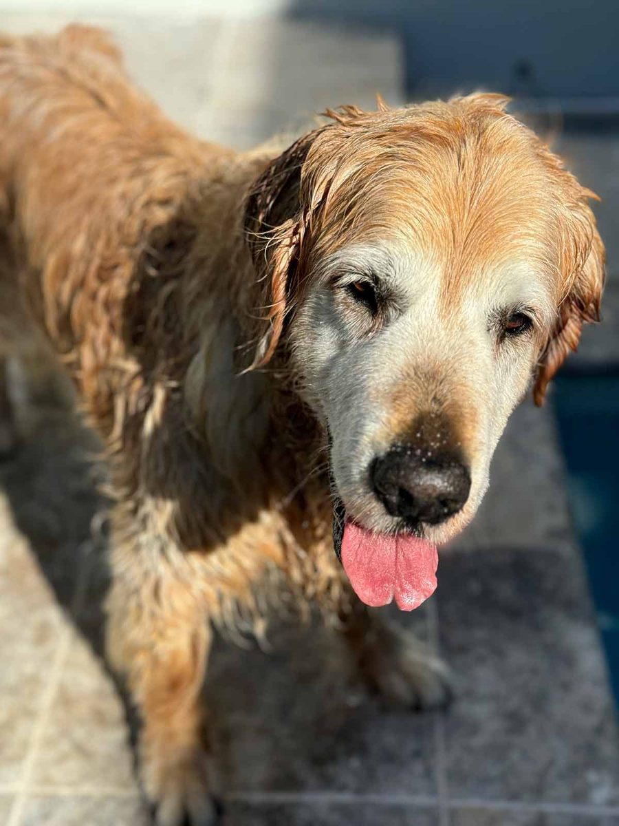 dozer-december-2024-1