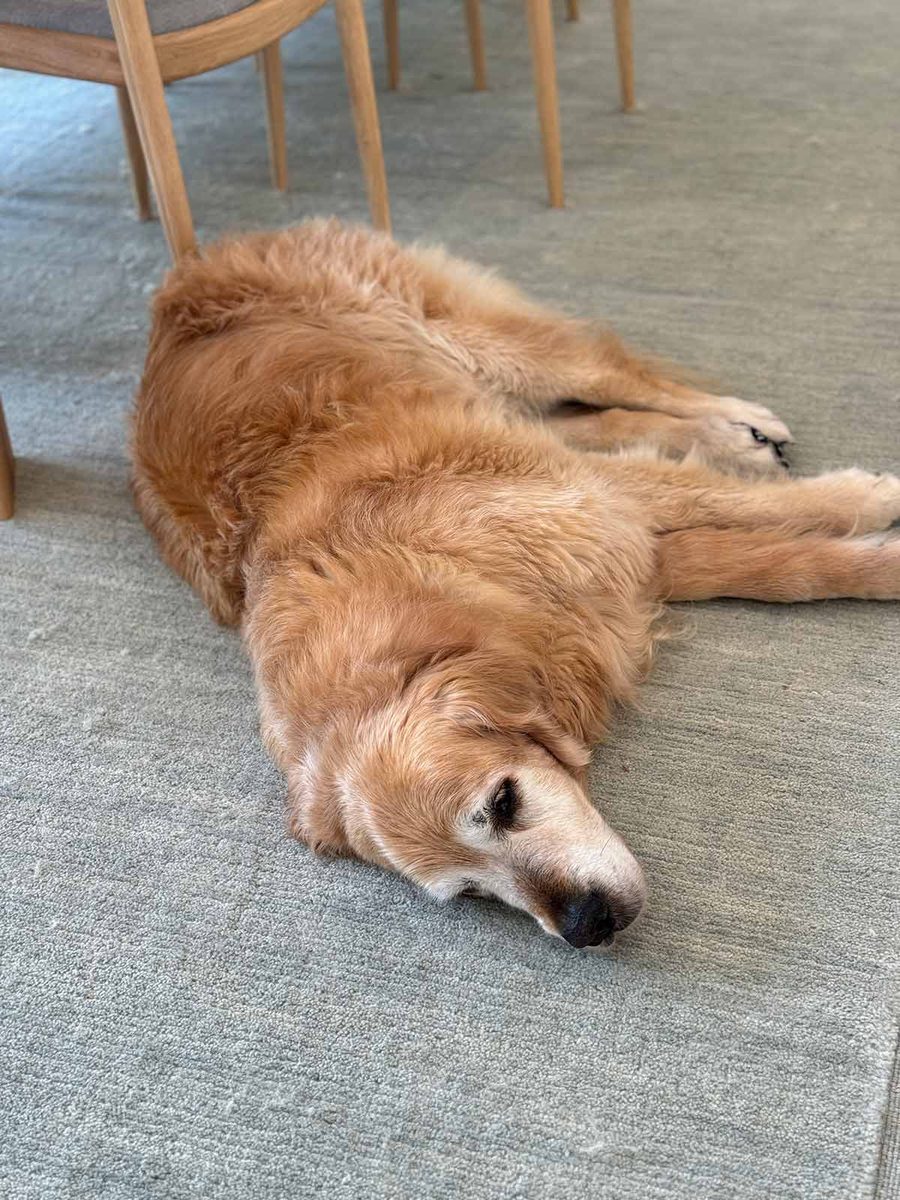 dozer-december-2024-3