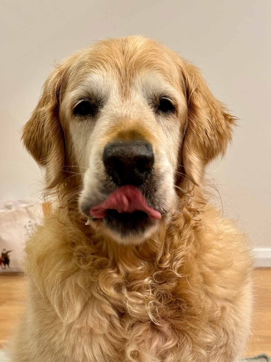 dozer-december-2024-4