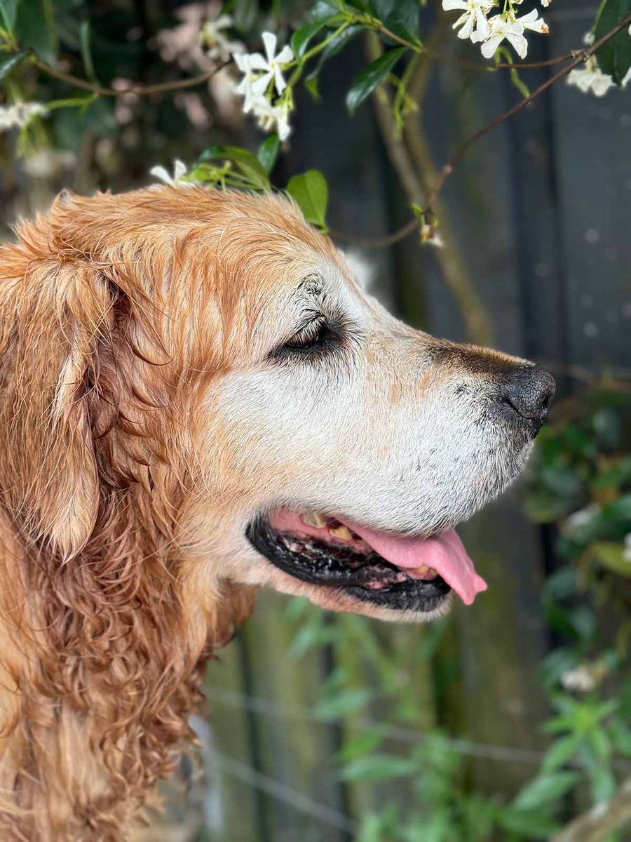 dozer-december-2024-5