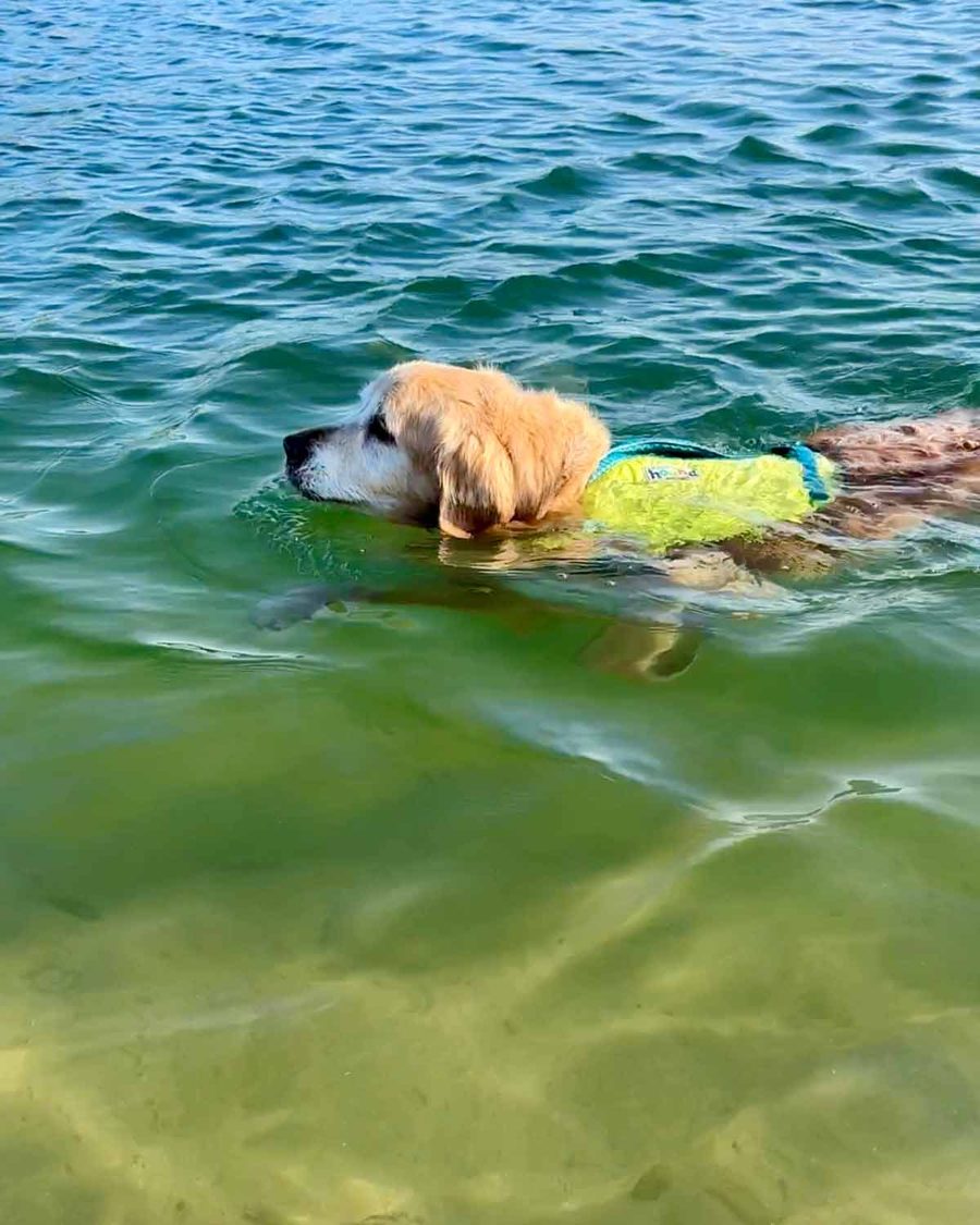 dozer-new-life-jacket-1