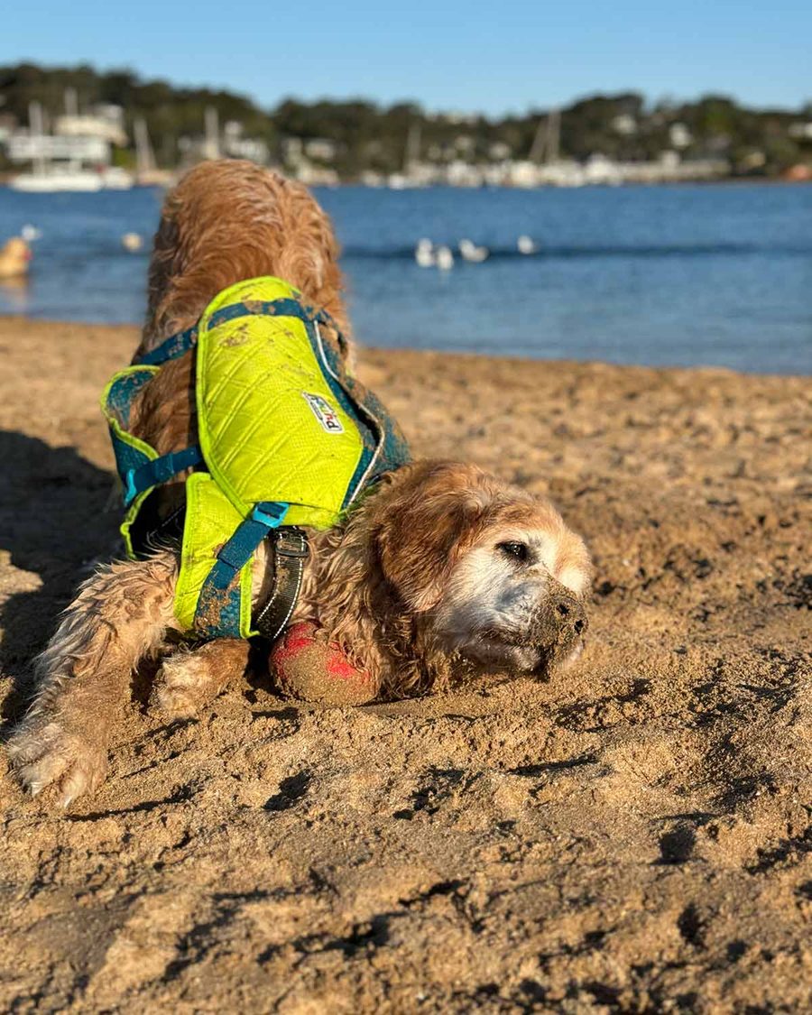 dozer-new-life-jacket-3