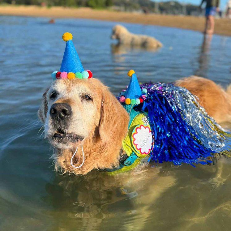 Dozer turns 13! post thumbnail image