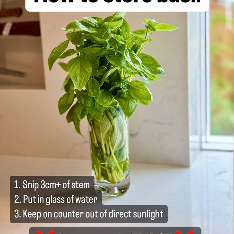 How to store basil post thumbnail image