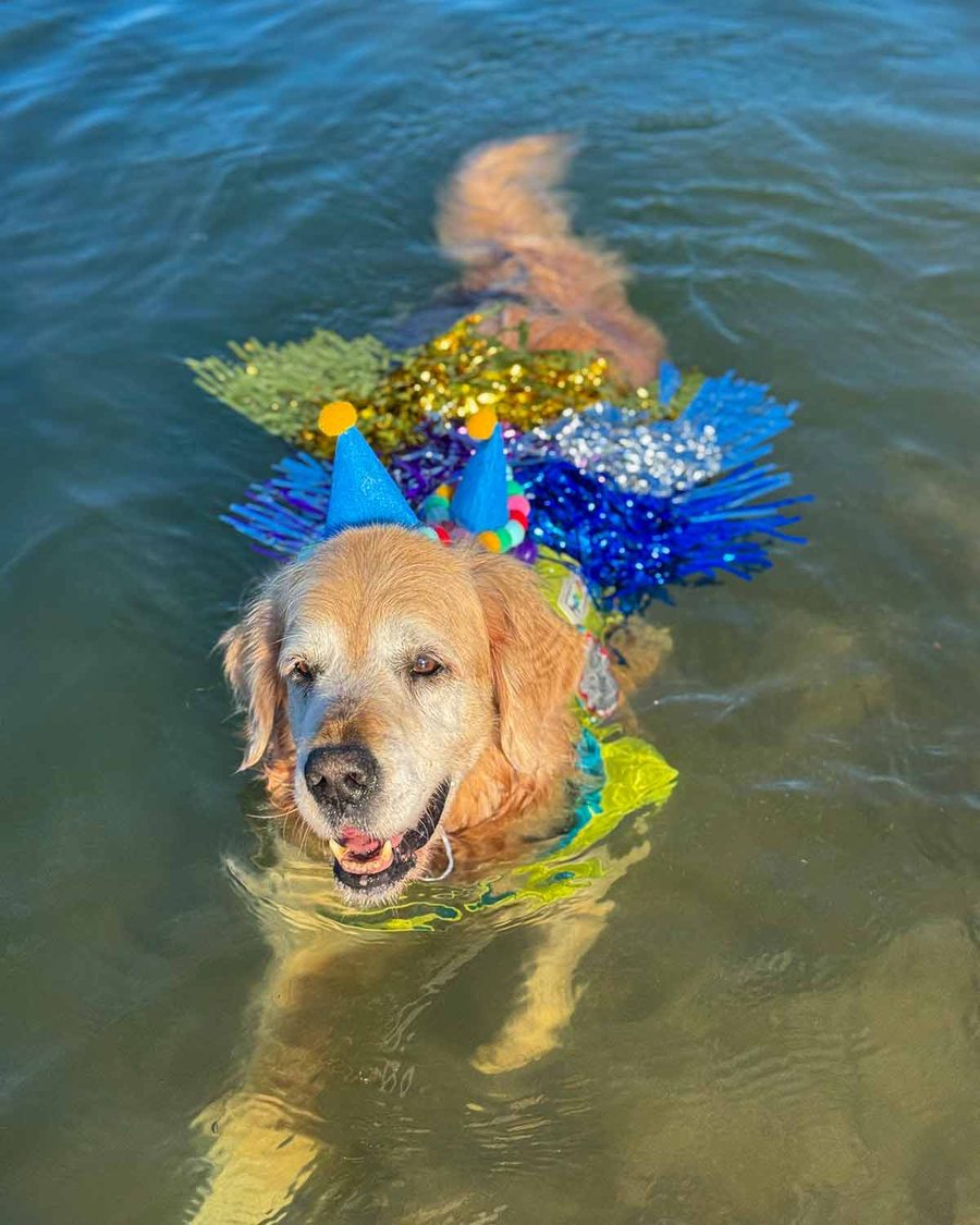 dozer-13th-birthday-at-bayview-2025-4