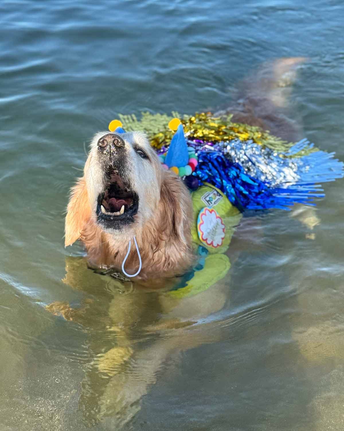 dozer-13th-birthday-at-bayview-2025-5 Dozer 13th birthday at Bayview 2025-5