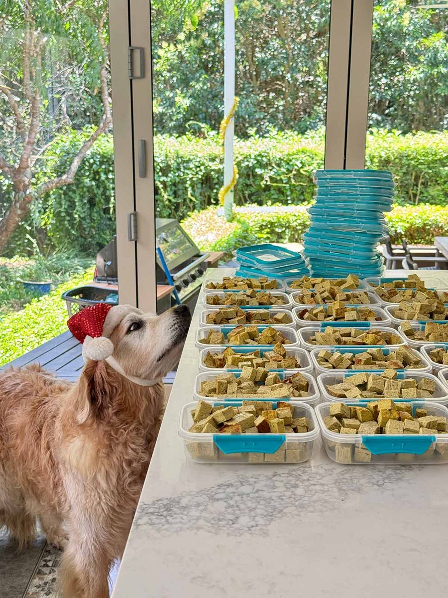 dozer-food-santa-hat-1