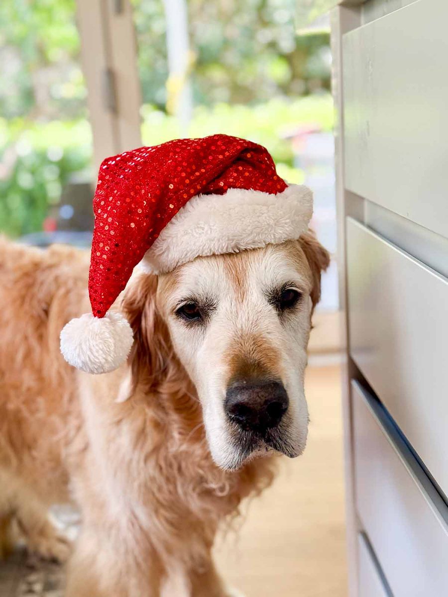 dozer-food-santa-hat-2