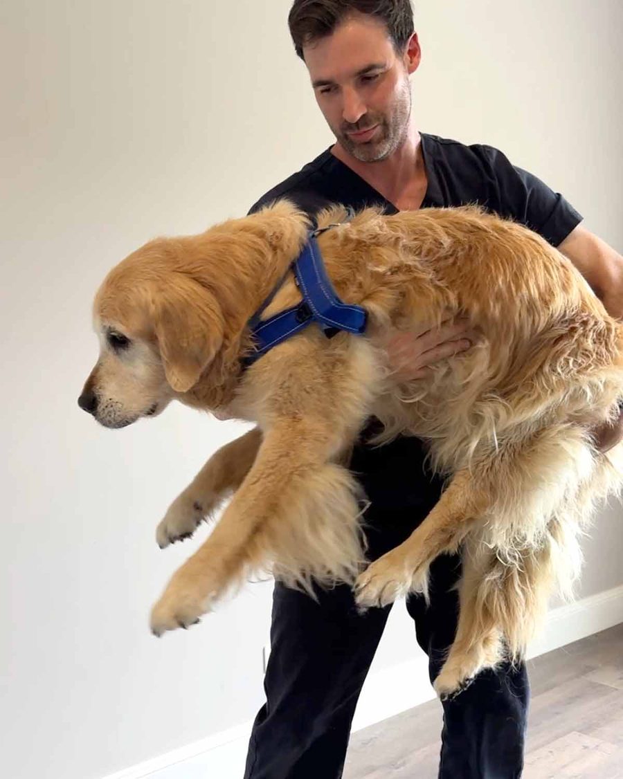 dozer-hip-problem-2-1