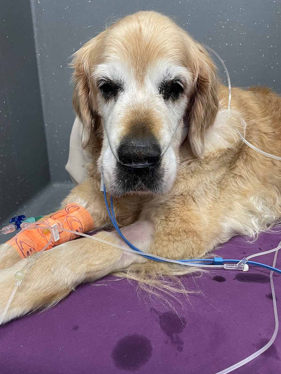 dozer-in-icu-at-sash Dozer in ICU at SASH