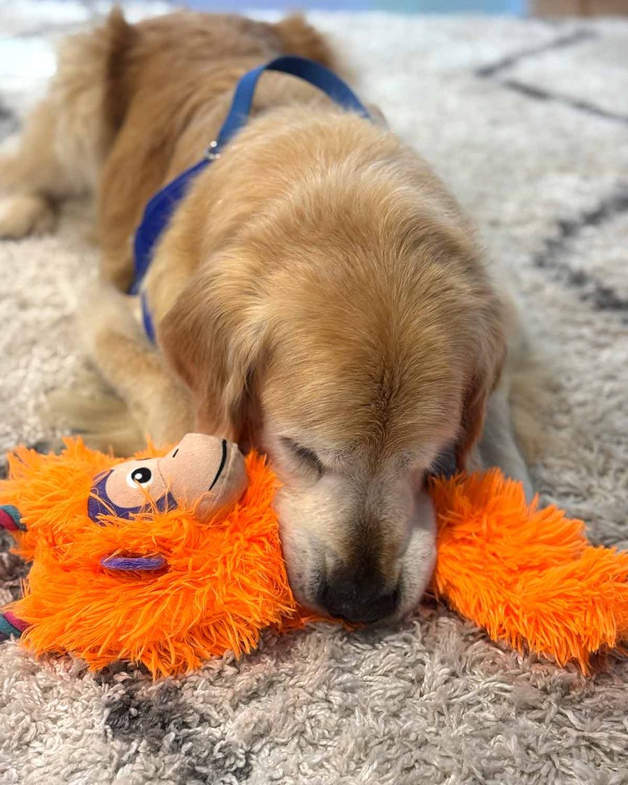 dozer-orange-gorilla