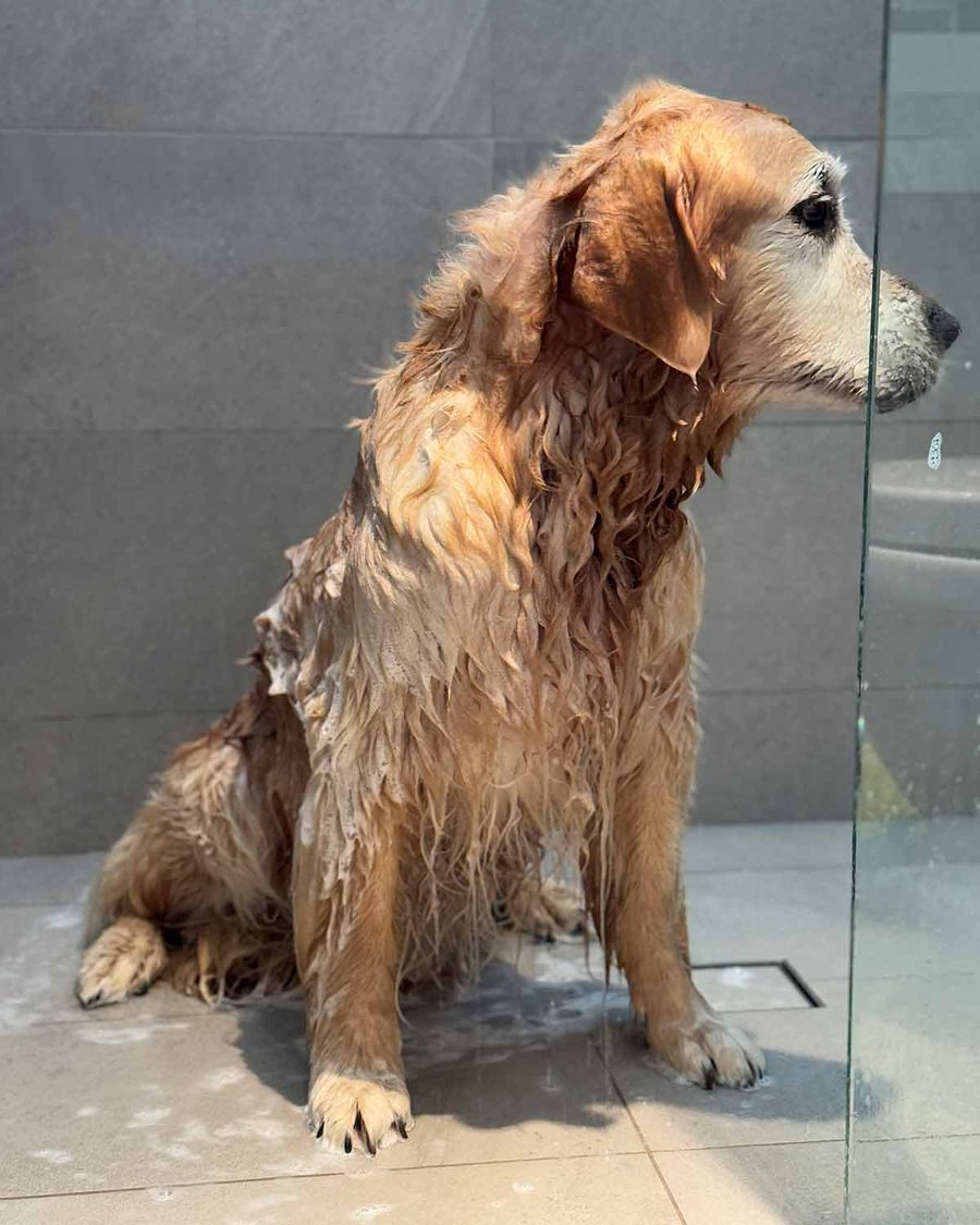 dozer-sash-sophies-legacy-photos-before-after-1