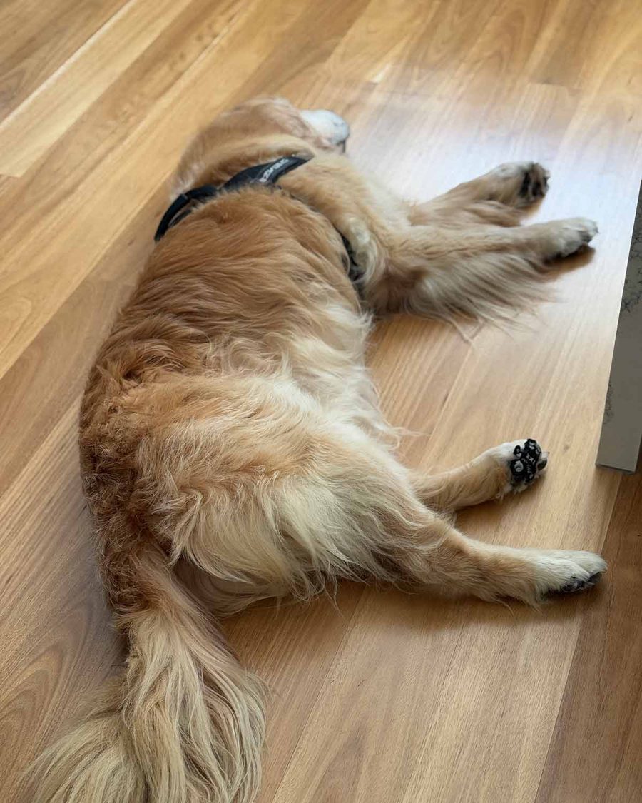 dozer-sash-sophies-legacy-photos-before-after-2