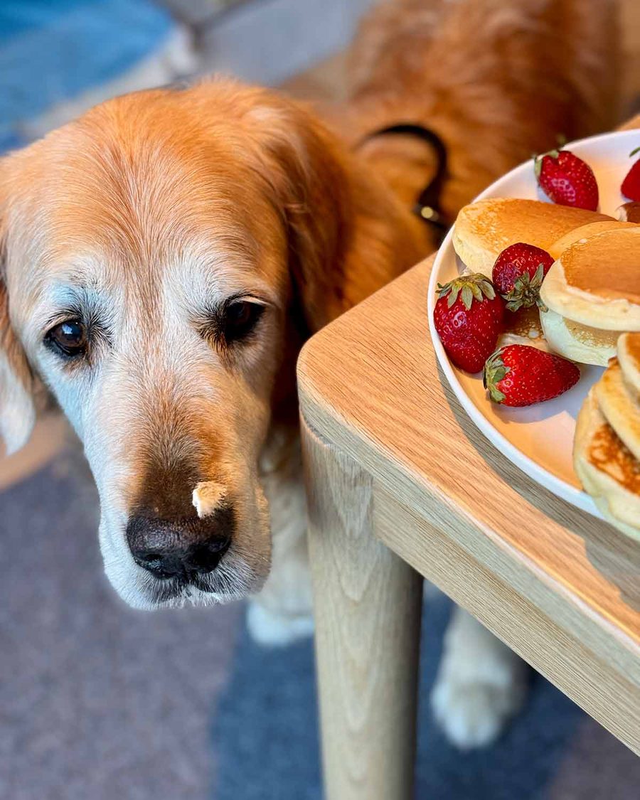 dozer-scones-cream-2025