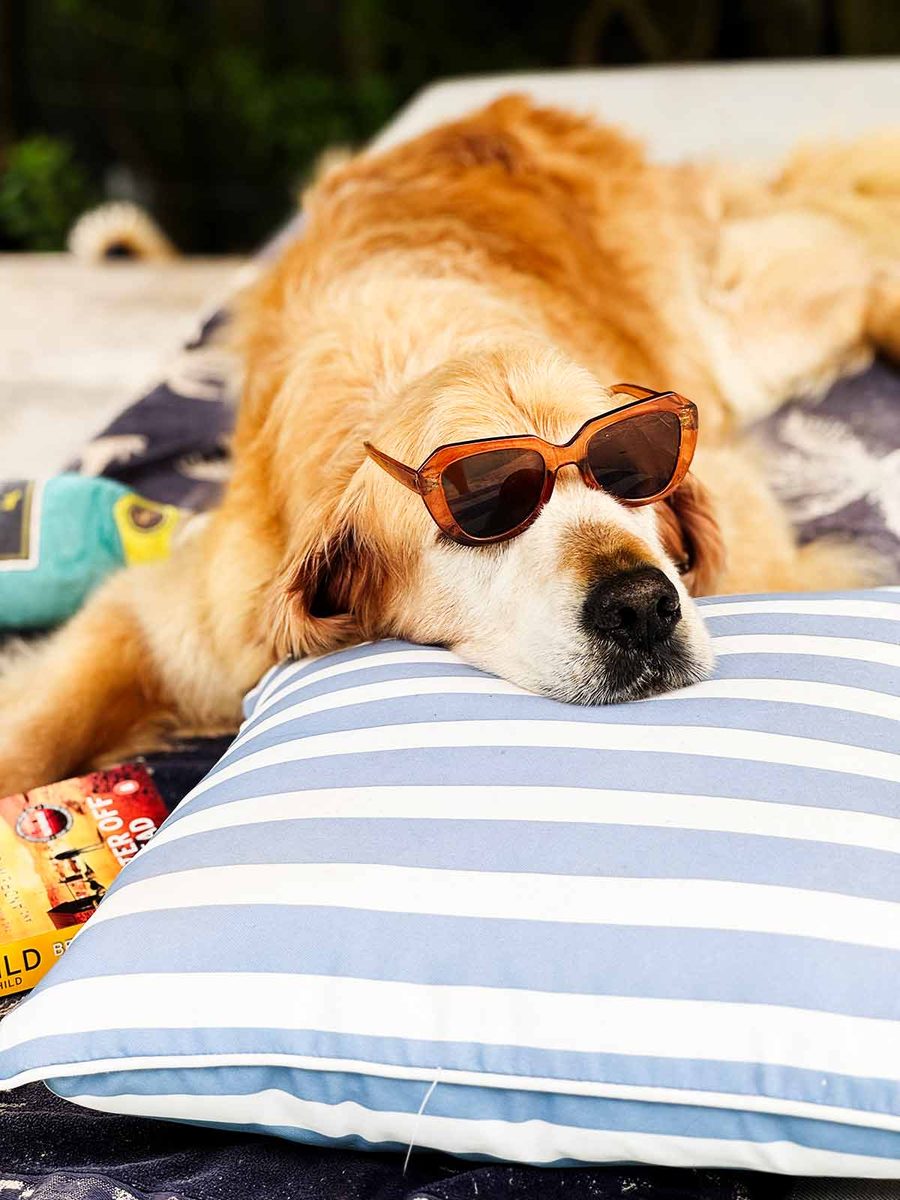 dozer-sunglasses-sunbed-january-2025