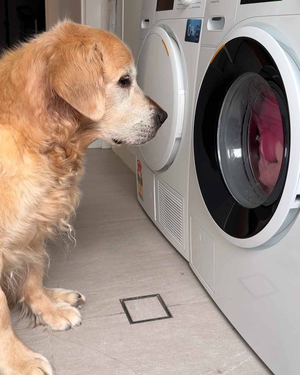 dozer-toy-washing-day-august-2024-1 Dozer-toy-washing-day-August-2024-1