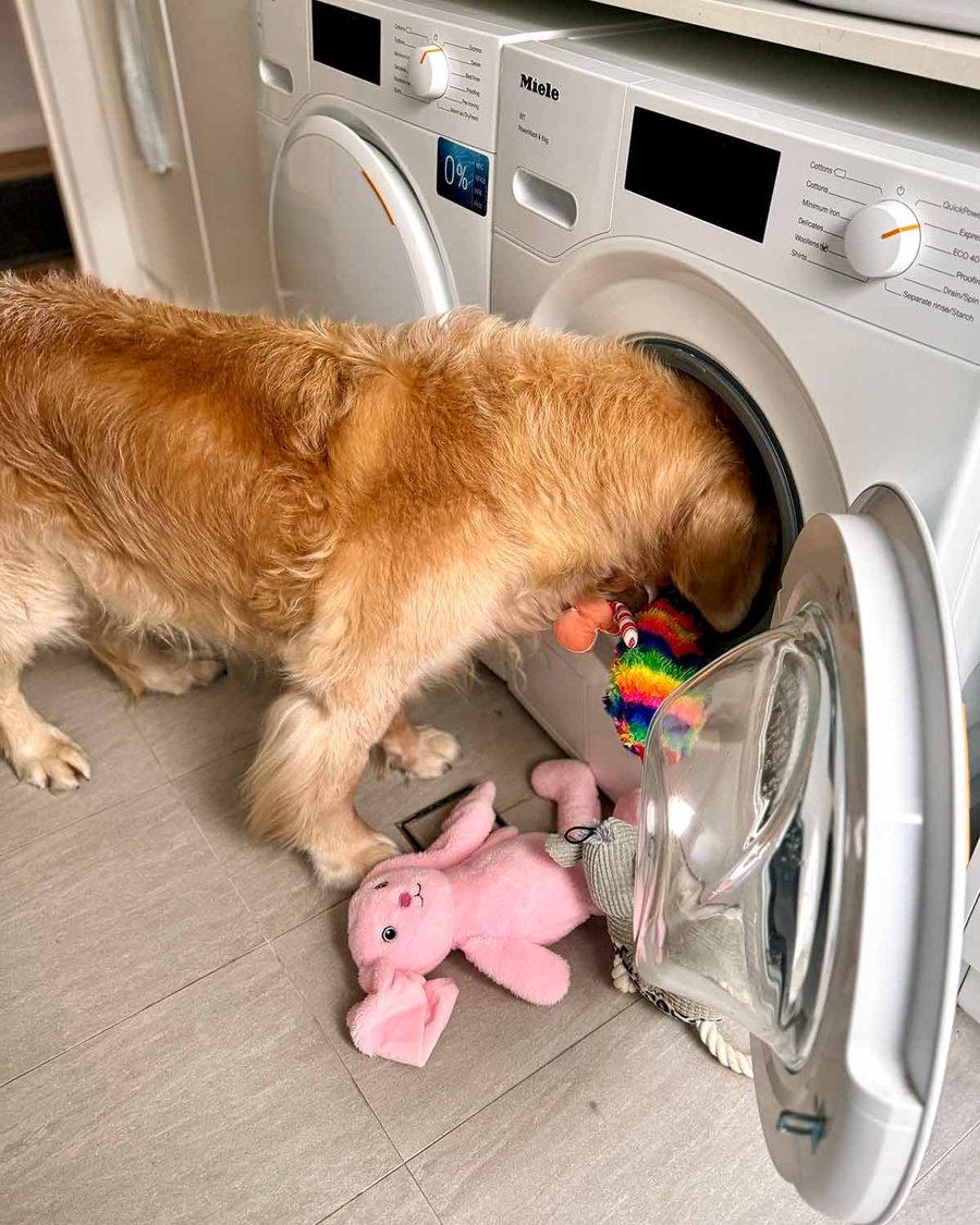 dozer-toy-washing-day-august-2024-2