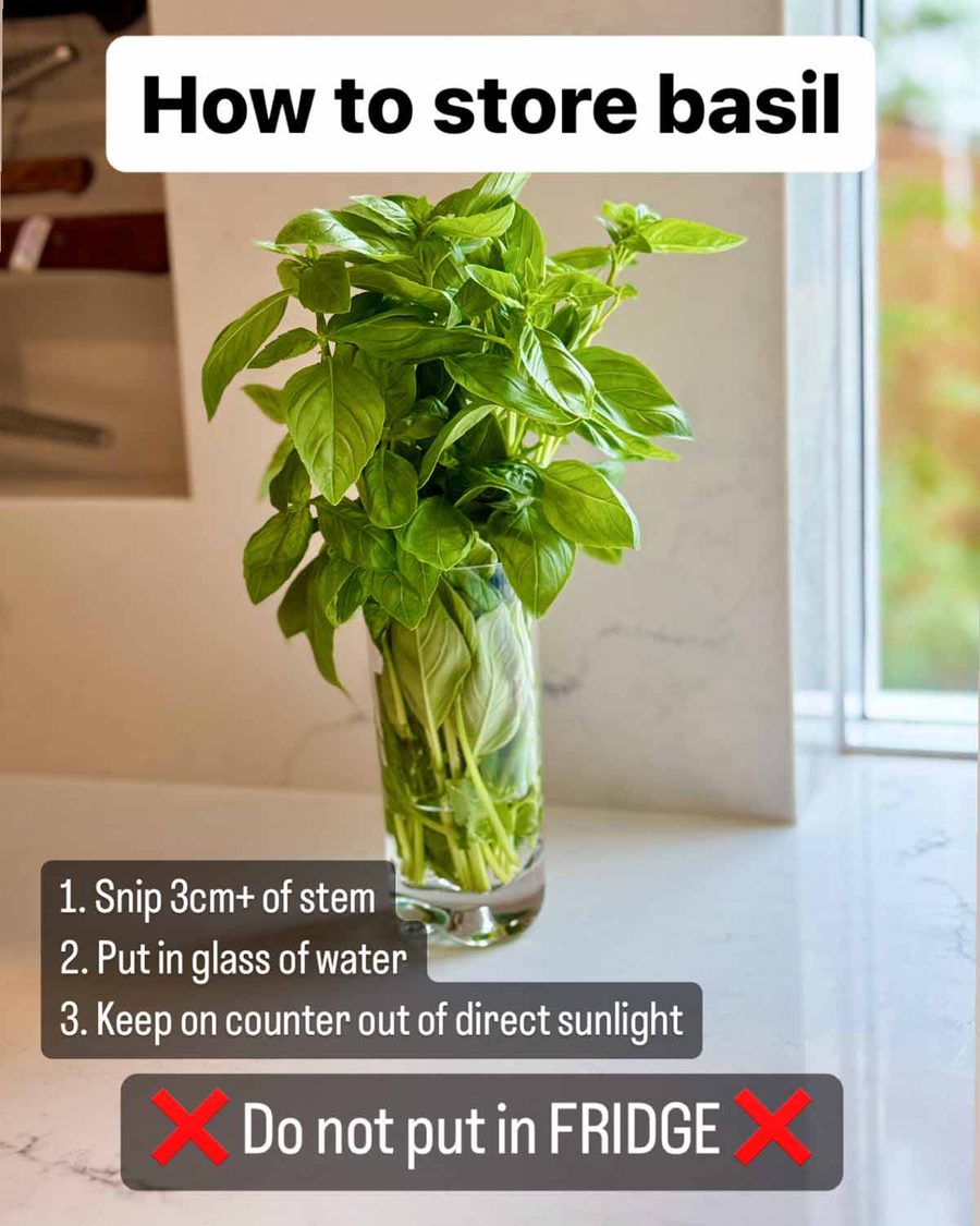 how-to-store-basil