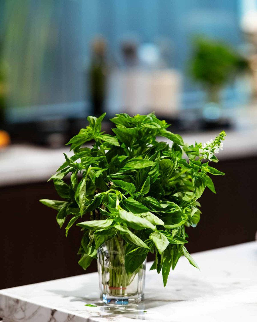 how-to-store-basil_5