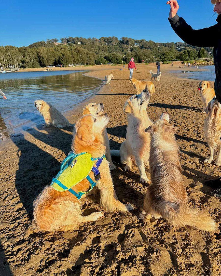dozer-goodnest-boi-at-the-beach