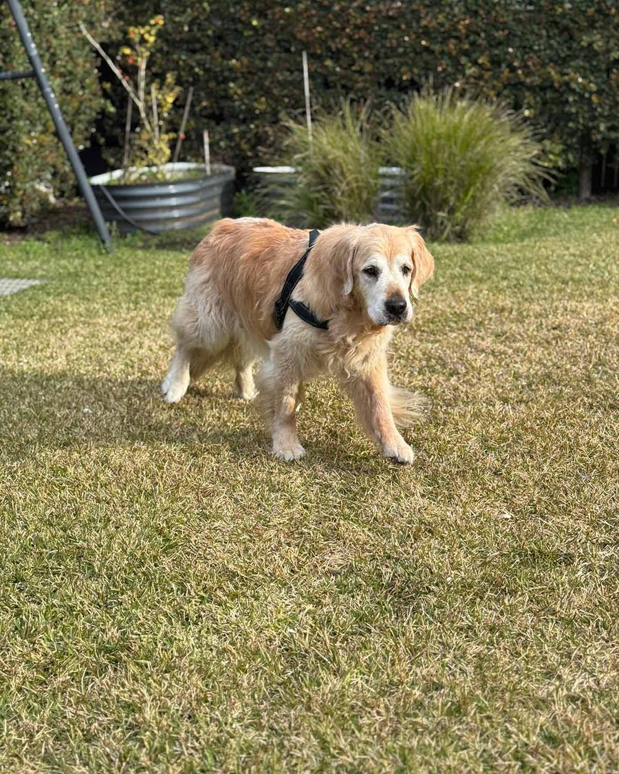 dozer-in-backyard-august-2025