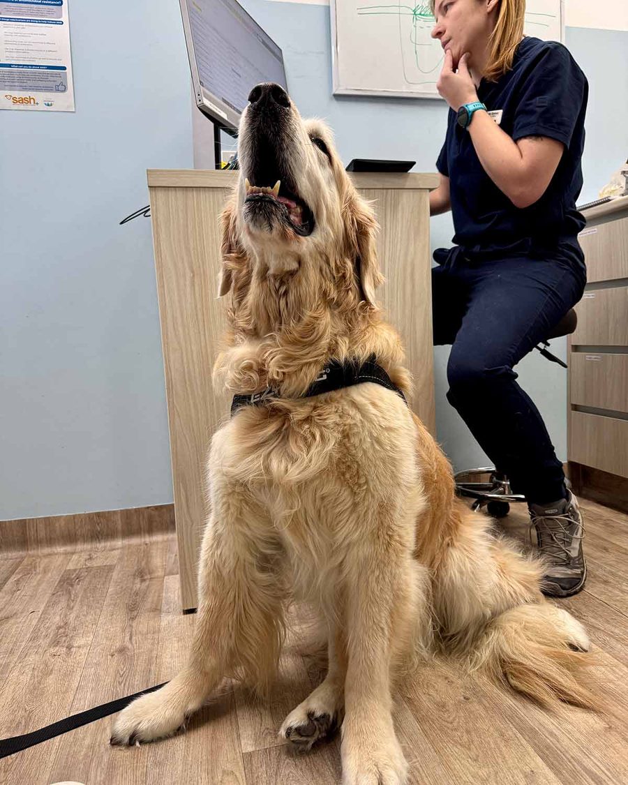 dozer-tooth-removal-sash-25-july-2025-4