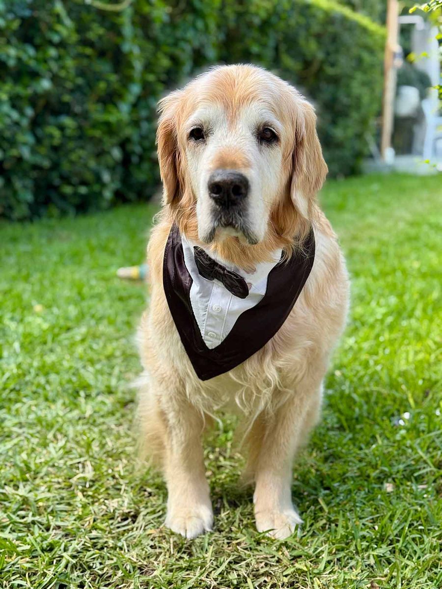 dozer-tux-fitting-mum-cha-2