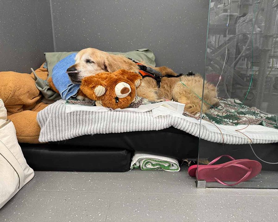 dozer-on-bed-at-sasg-north-ryde