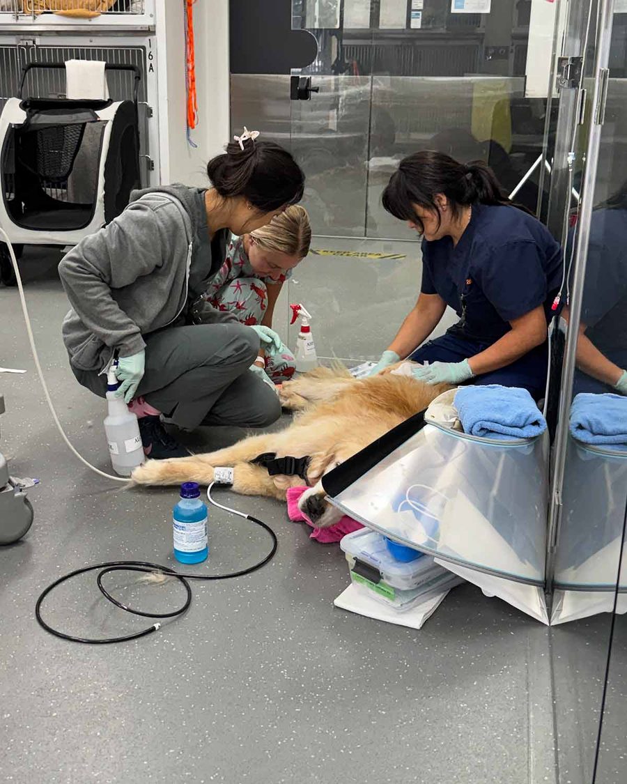 dozer-on-floor-being-treated-by-dr-adelina-at-sash