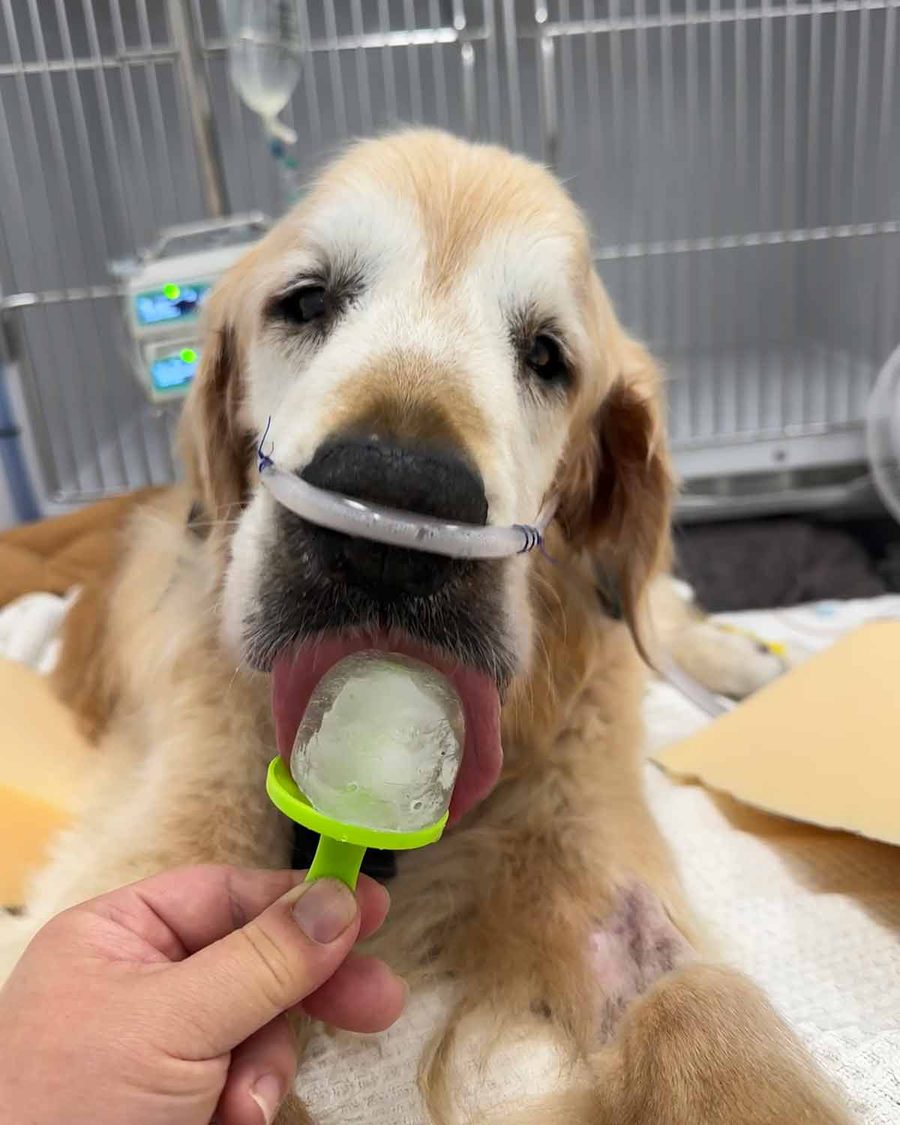 dozer-with-dozer-ice-pop